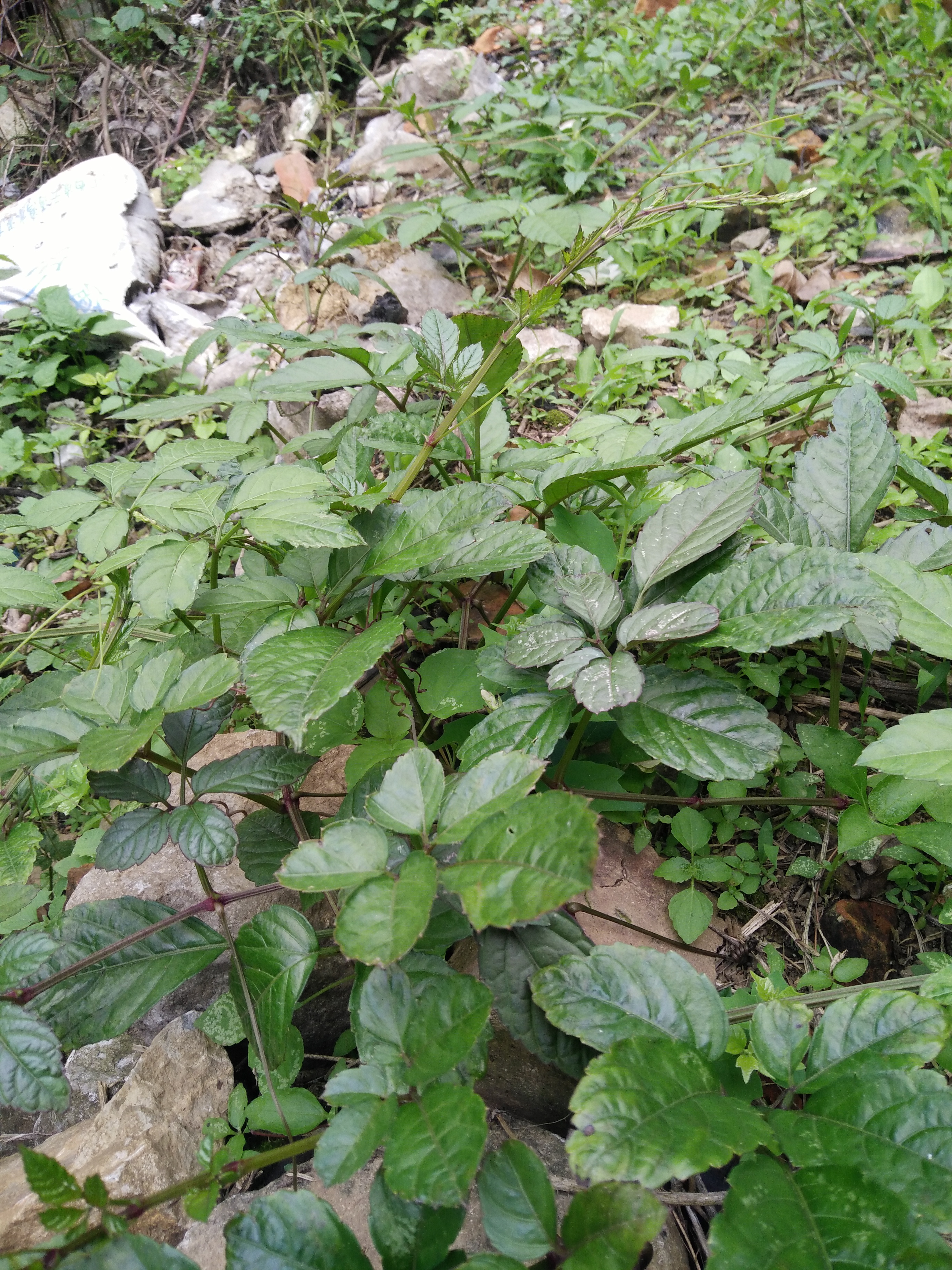 67乌蔹莓有解毒消肿的作用,可治咽喉肿痛,乳痈,热疖疮肿及皮肤创伤