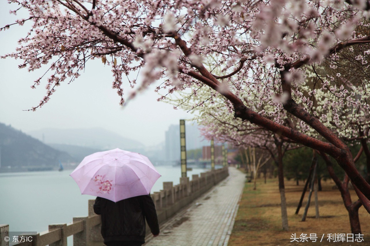 清明时节雨纷纷，路上行人欲断魂，解读清明节