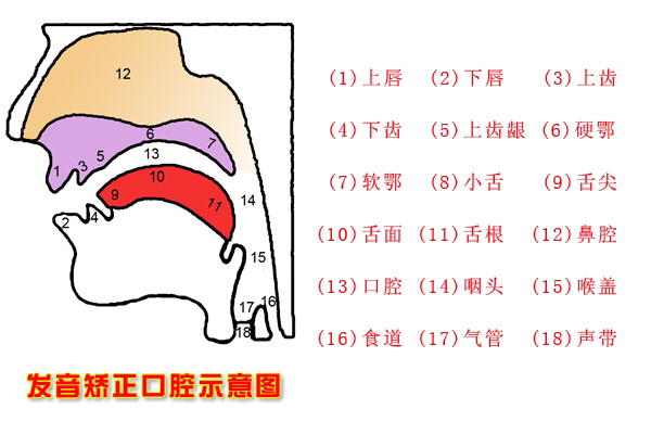 学点英语语音学