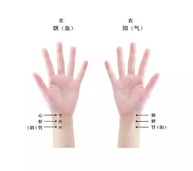 中医脉诊培.,中医脉诊培.速成班-爱妻自媒体