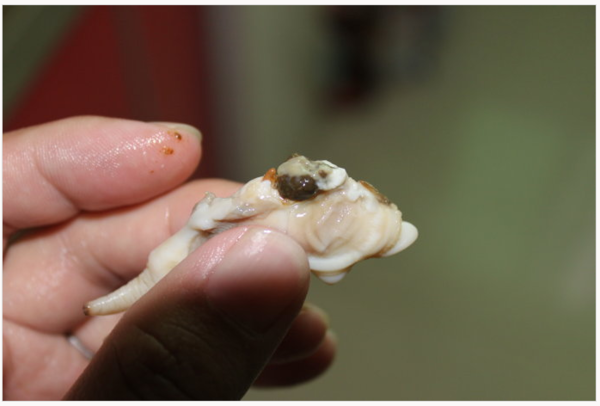 蛏子哪些部位不能吃(蛏子哪些部位不能吃了) - 风集网