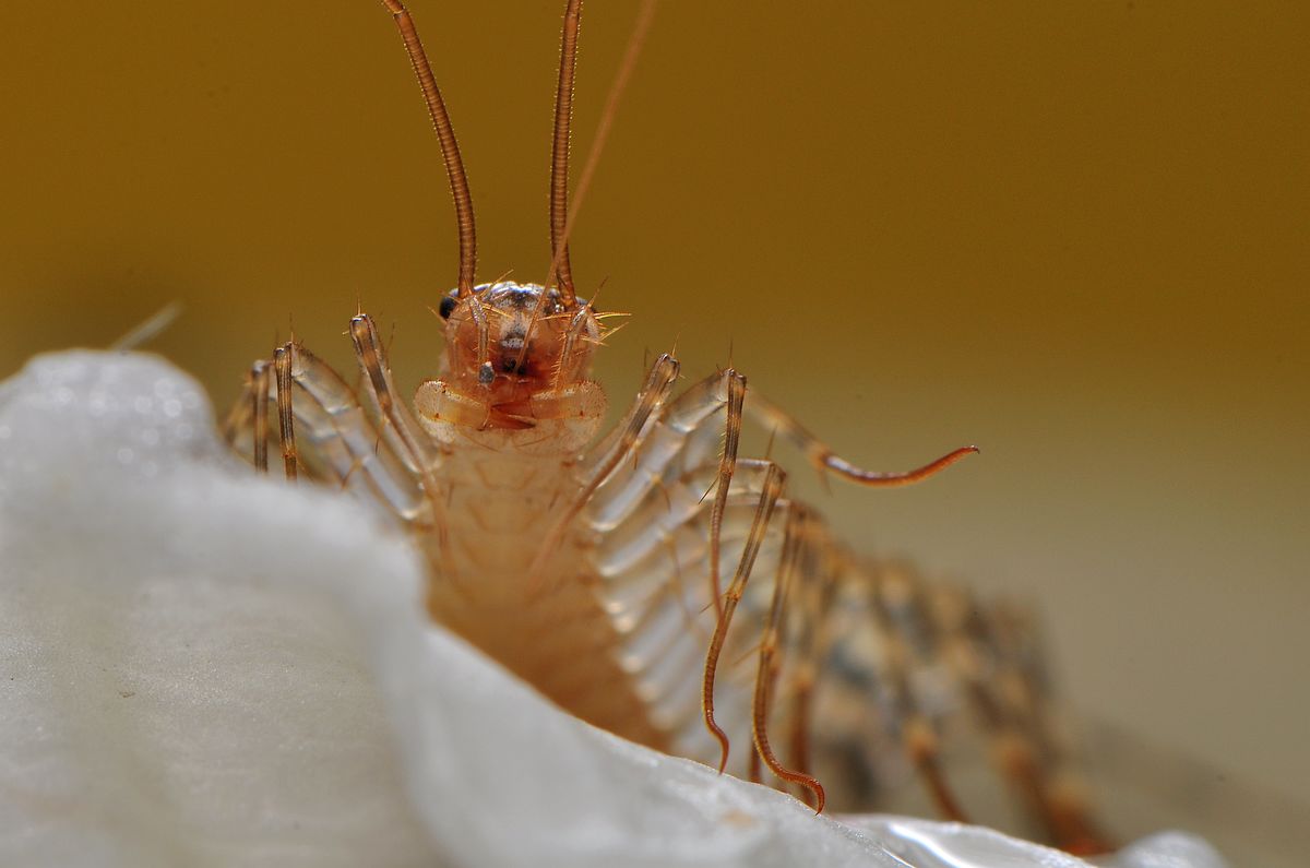 蚰蜒为什么不能踩死蚰蜒怕什么呢