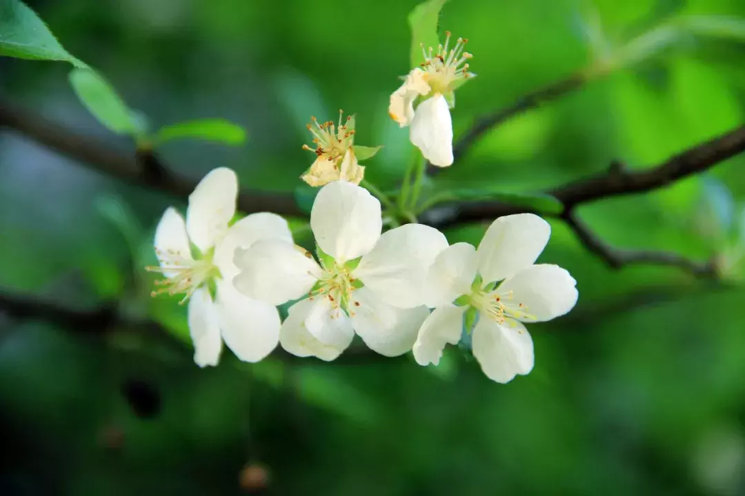 18首海棠诗：百花之尊，花之贵妃