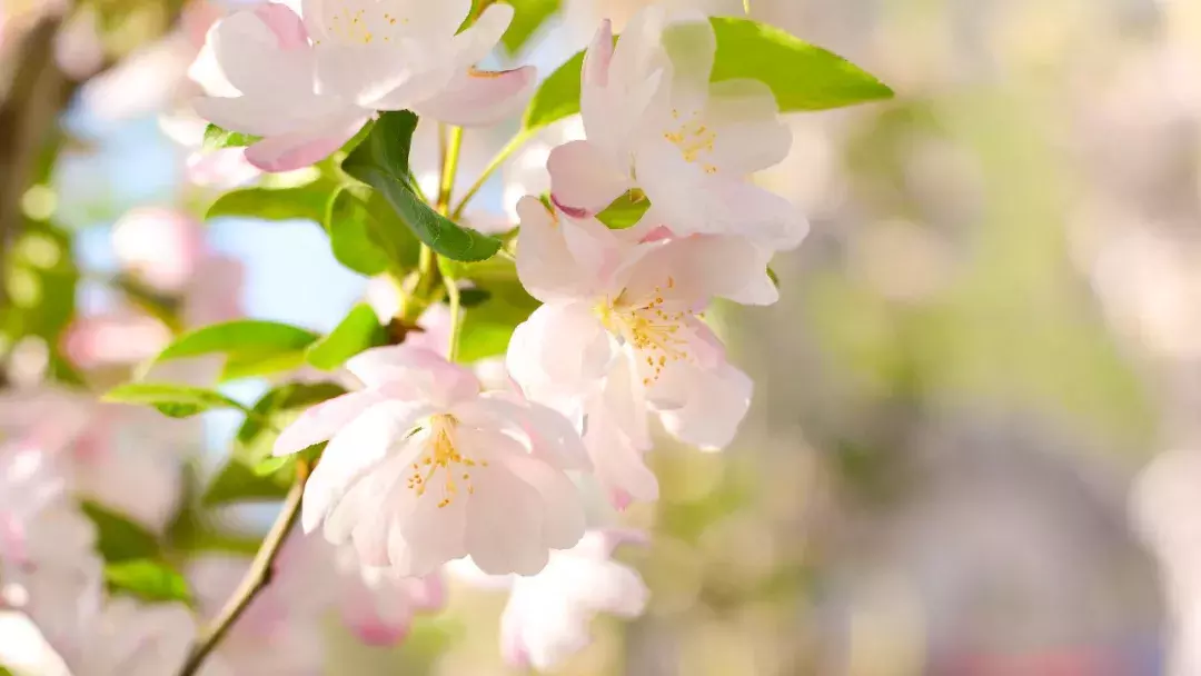 18首海棠诗：百花之尊，花之贵妃