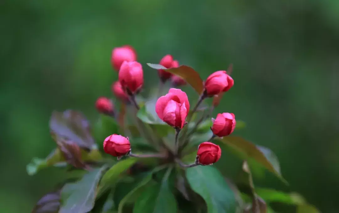 18首海棠诗：百花之尊，花之贵妃