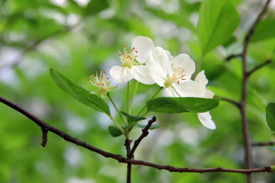 18首海棠诗：百花之尊，花之贵妃