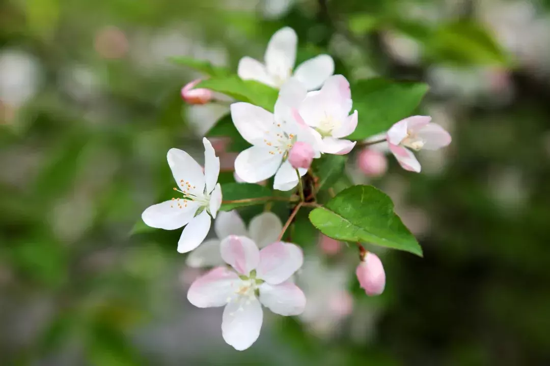 18首海棠诗：百花之尊，花之贵妃