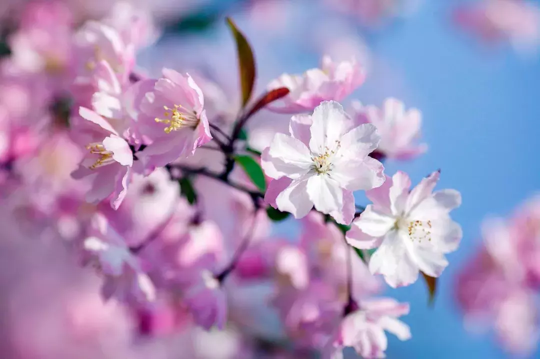 18首海棠诗：百花之尊，花之贵妃