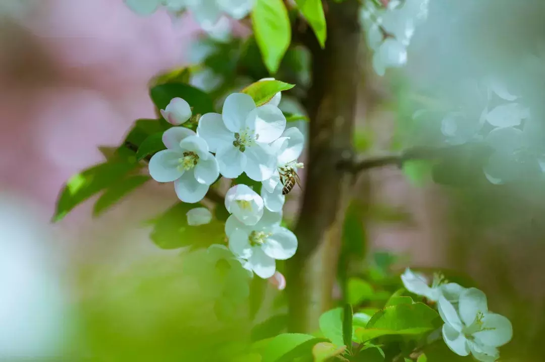 18首海棠诗：百花之尊，花之贵妃