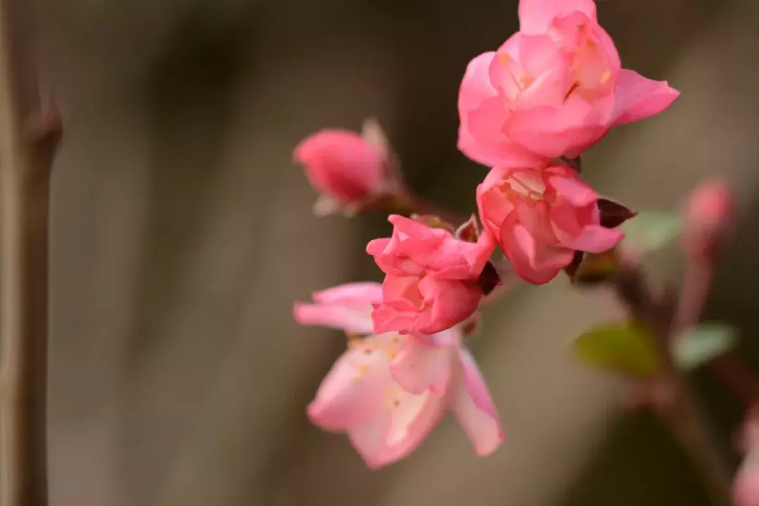 18首海棠诗：百花之尊，花之贵妃