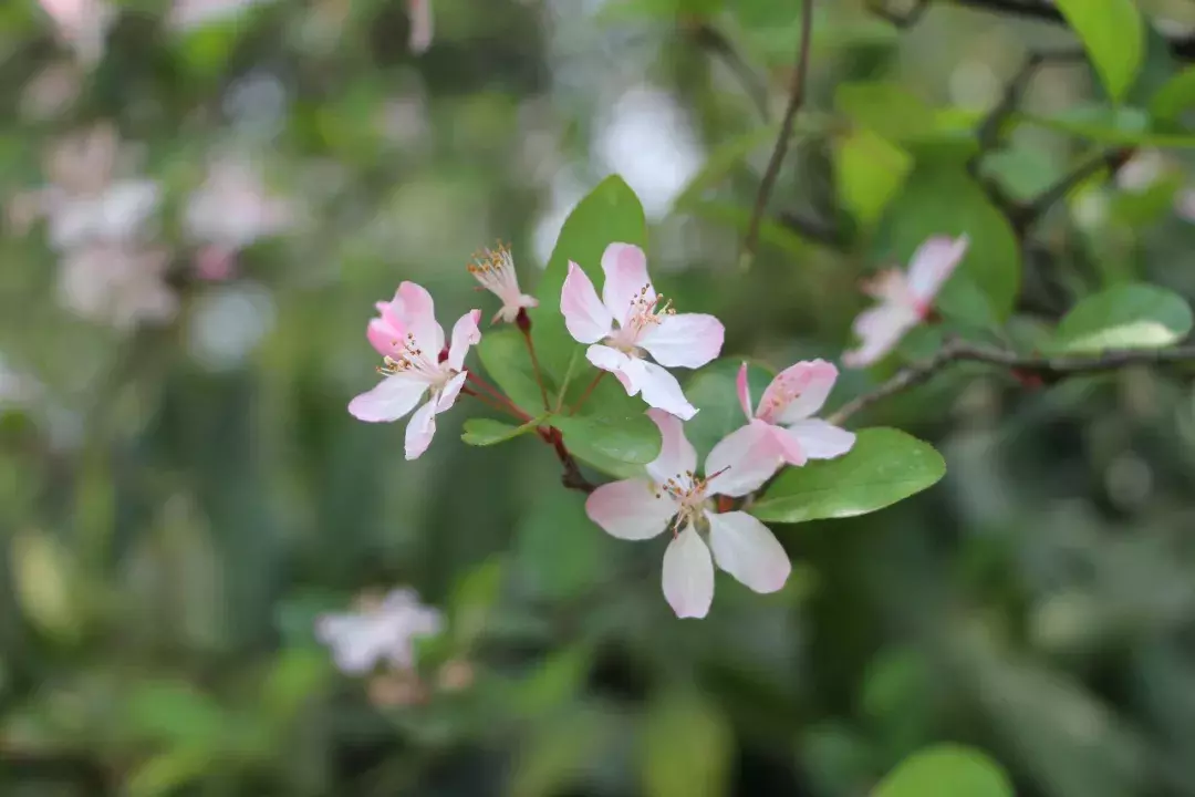 18首海棠诗：百花之尊，花之贵妃