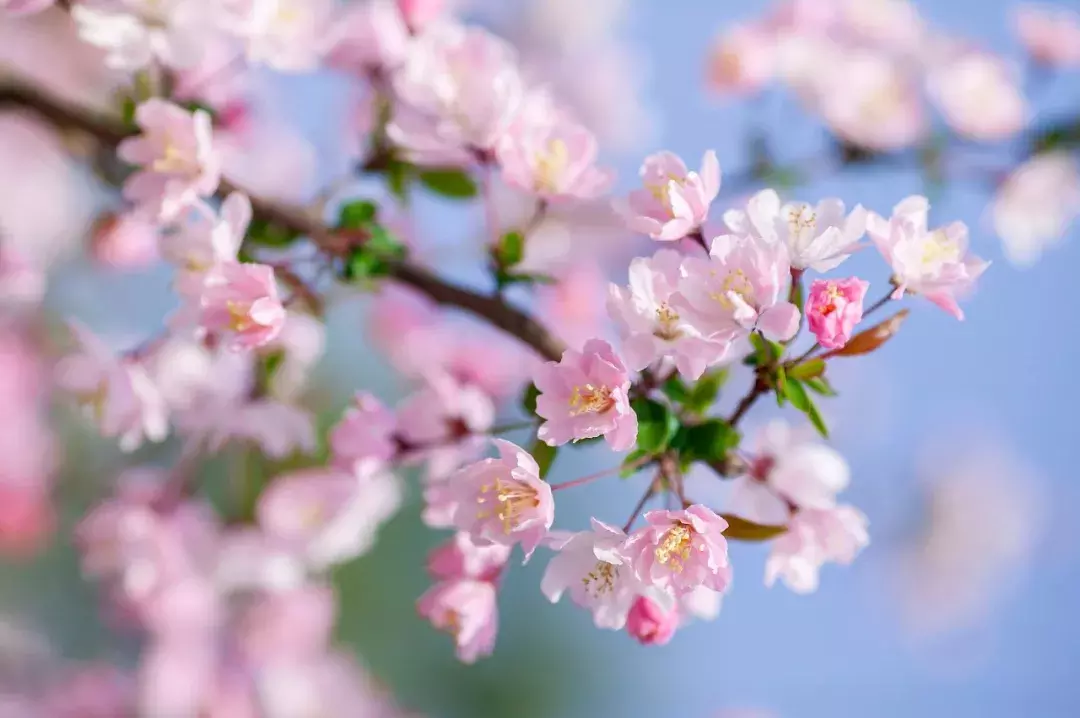 18首海棠诗：百花之尊，花之贵妃