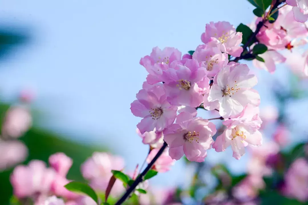 18首海棠诗：百花之尊，花之贵妃