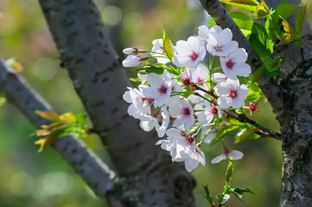 18首海棠诗：百花之尊，花之贵妃