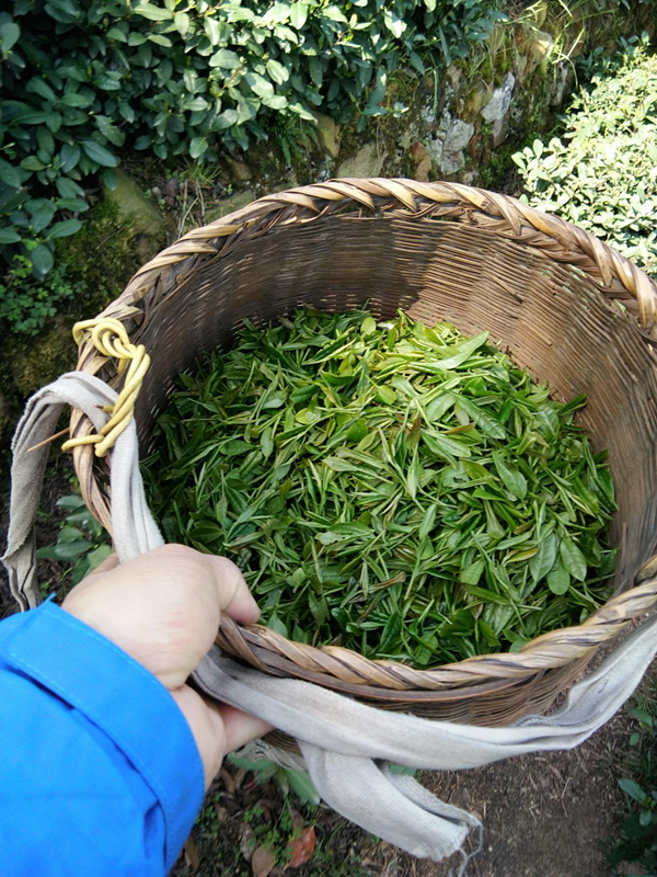 被西湖龙井绝美风景震撼，却被当地茶农的一句话说的沉默半天！