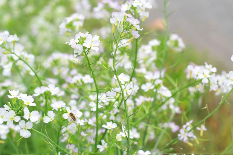 油菜花是什么颜色的（不同品种的油菜花的价值）