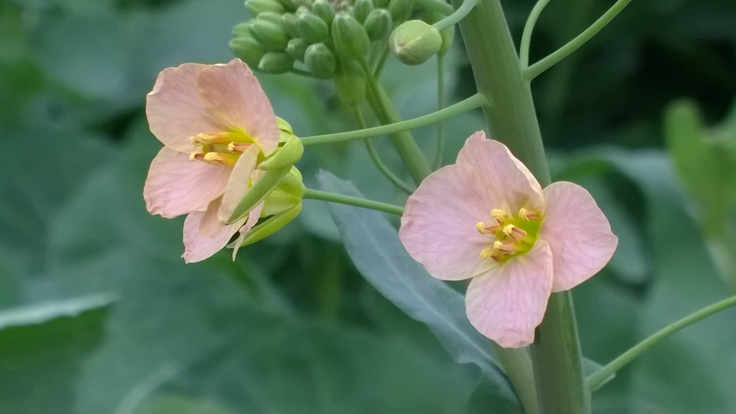 油菜花是什么颜色的（不同品种的油菜花的价值）