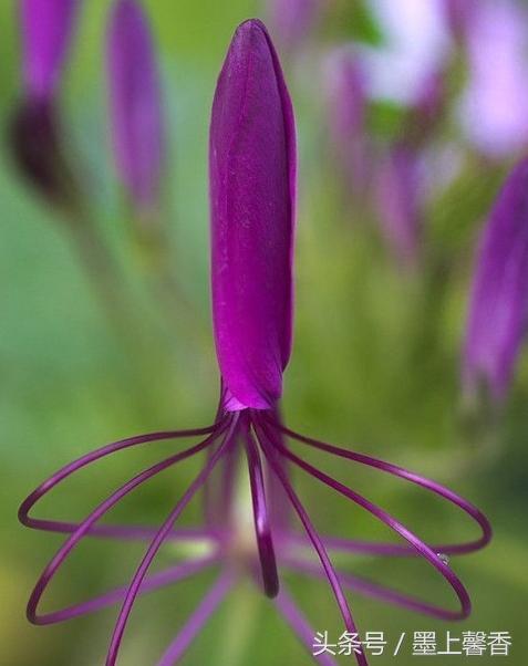 奇花异草、看完倾倒……