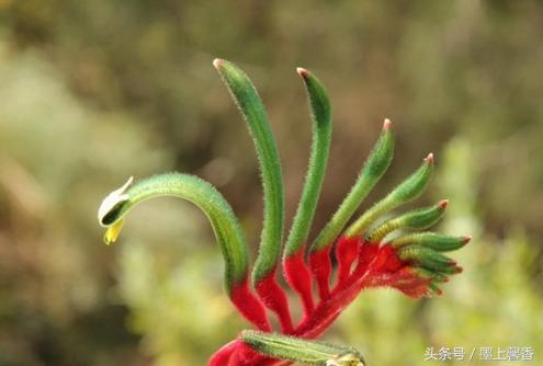 奇花异草、看完倾倒……