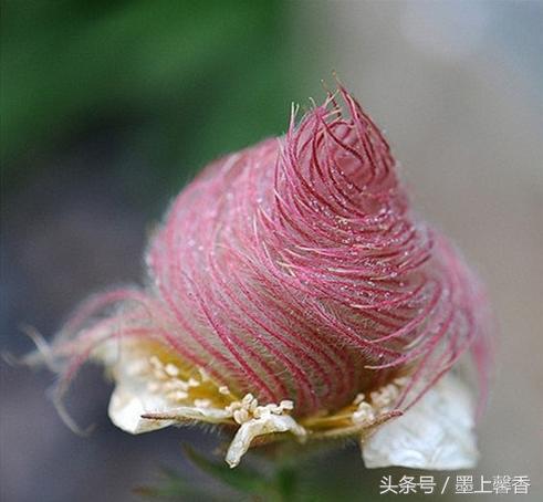 奇花异草、看完倾倒……