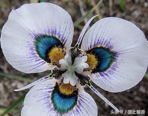 奇花异草、看完倾倒……