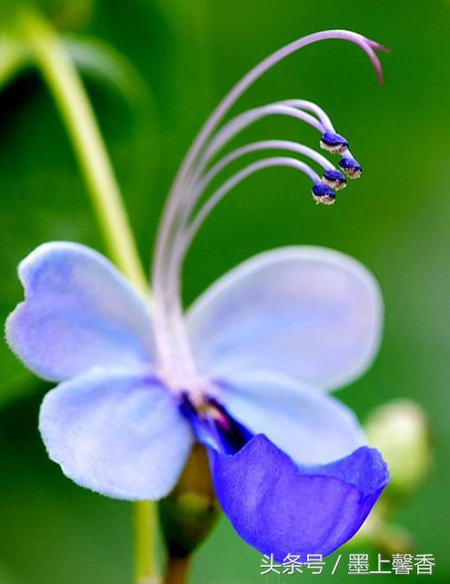 奇花异草、看完倾倒……