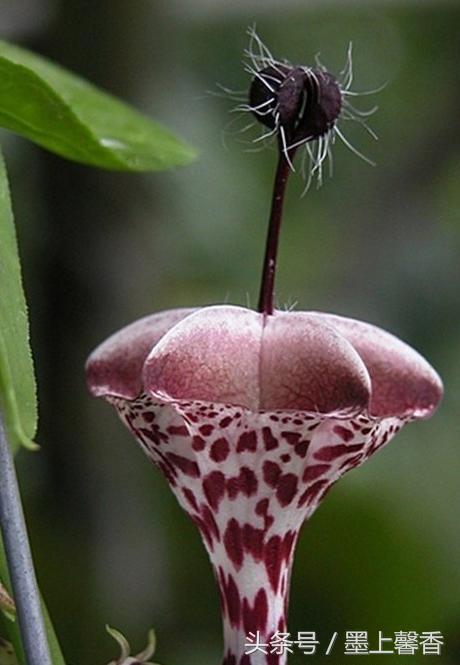 奇花异草、看完倾倒……