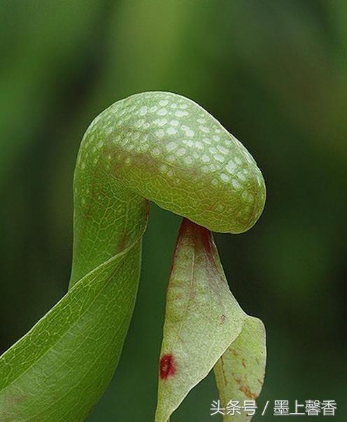 奇花异草、看完倾倒……