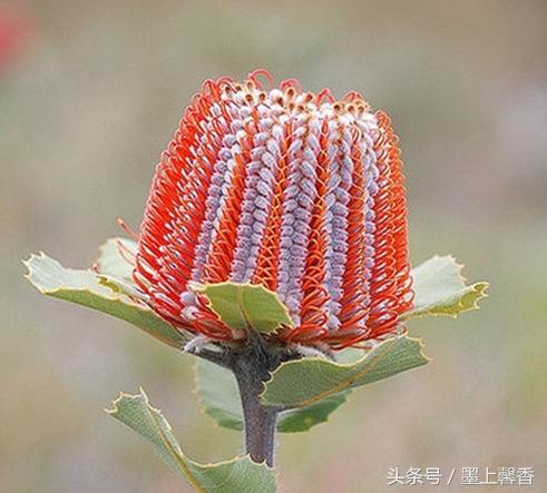 奇花异草、看完倾倒……