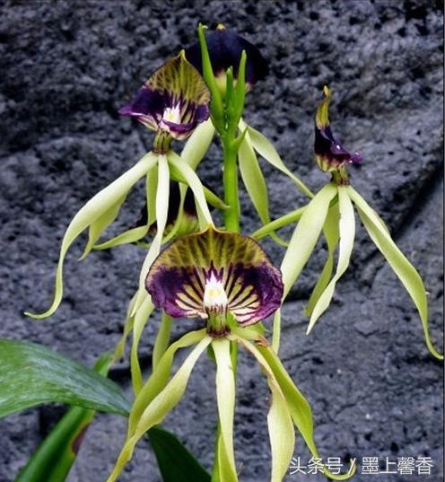 奇花异草、看完倾倒……