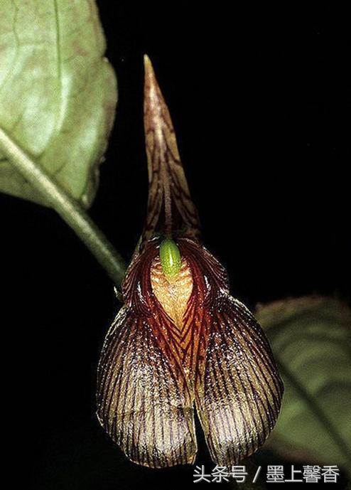 奇花异草、看完倾倒……