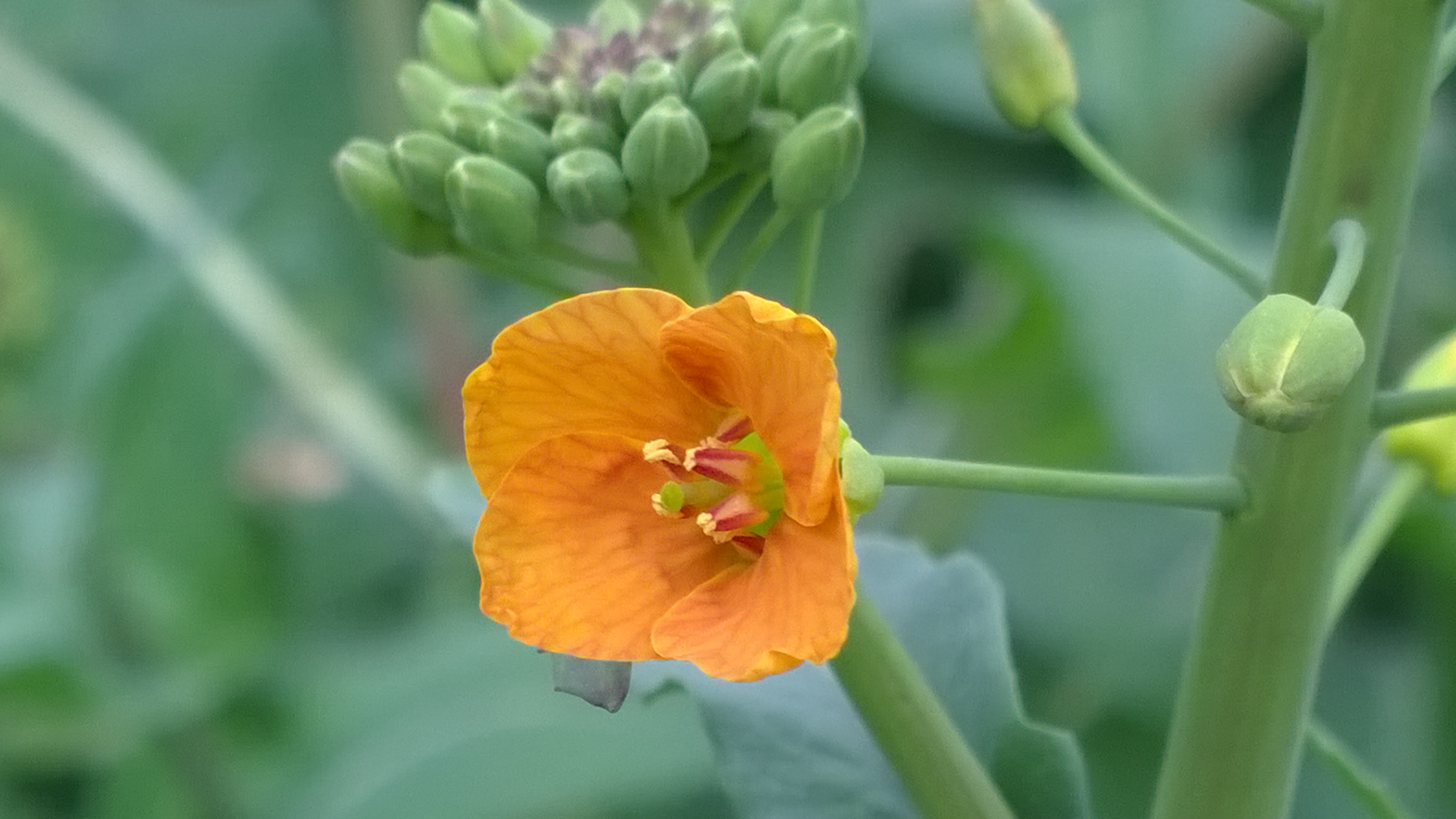 油菜花是什么颜色的（不同品种的油菜花的价值）