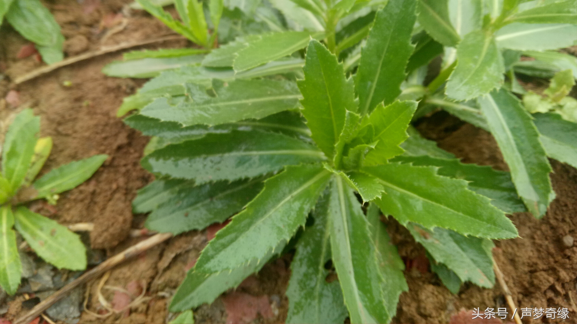 刺芥菜,有多人吃过呢