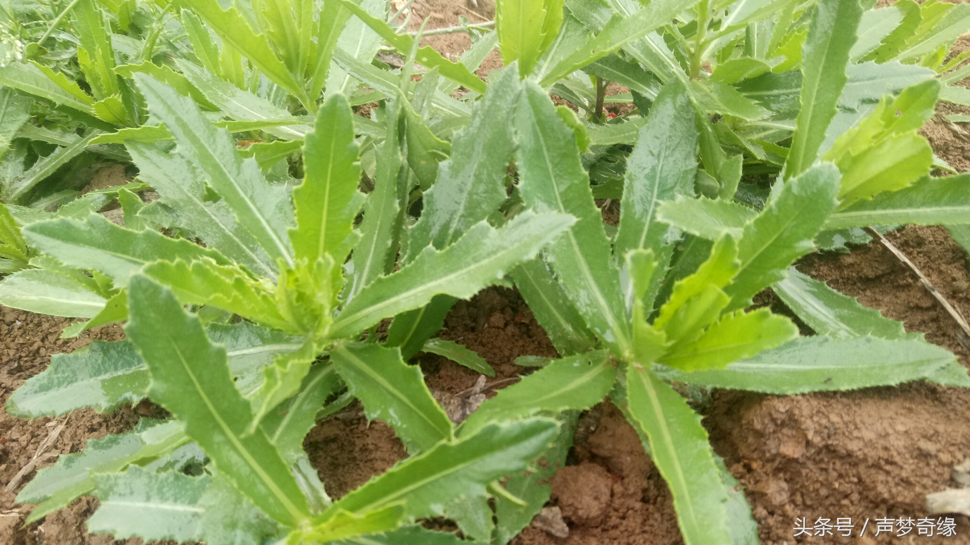 刺芥菜,有多人吃过呢