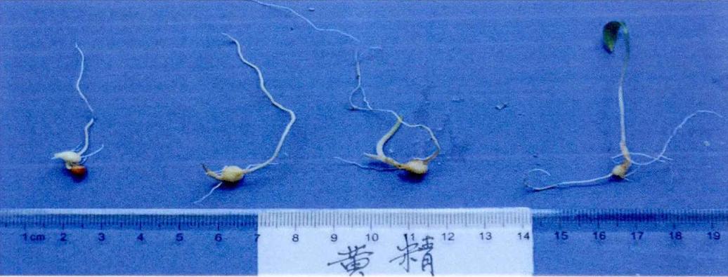 黄精、多花黄精和滇黄精种子发芽和出苗特性