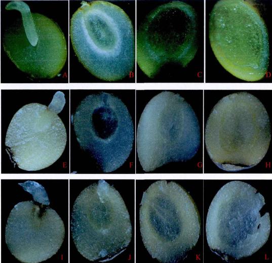 黄精、多花黄精和滇黄精种子发芽和出苗特性