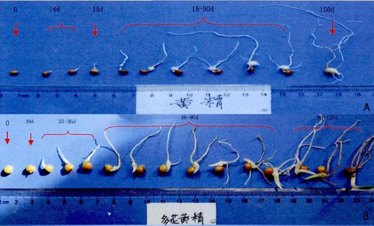 黄精、多花黄精和滇黄精种子发芽和出苗特性