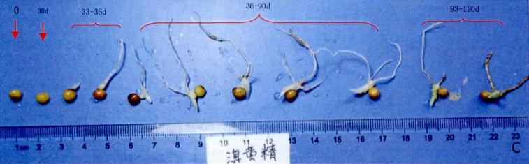 黄精、多花黄精和滇黄精种子发芽和出苗特性