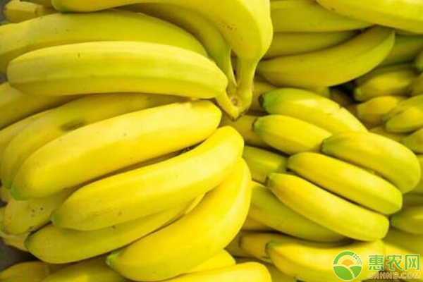香蕉多少钱一斤？香蕉收购价格及行情分析