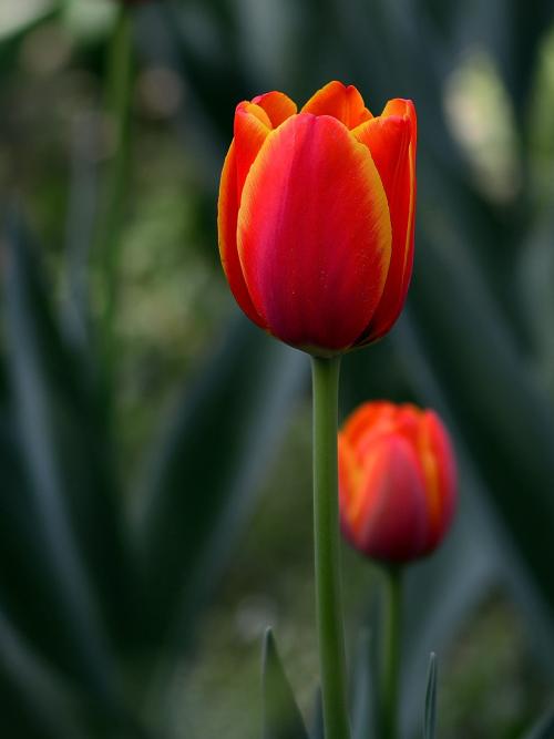 卷边郁金香花语图片