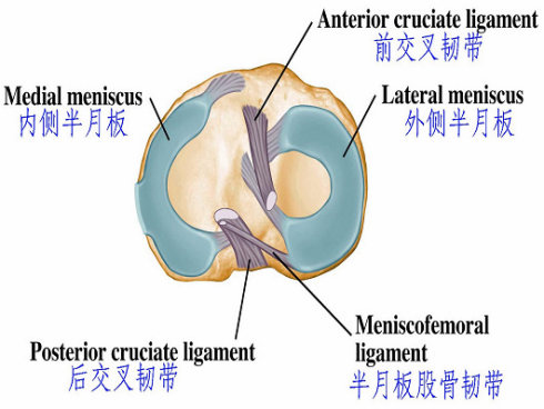 拿什么拯救你，我的半月板，保守还是手术？