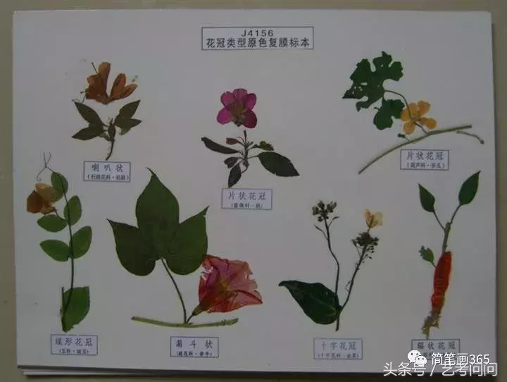 还记得生物书上面的画吗？那是科学绘画