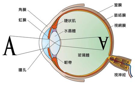 远视眼是怎么造成的，儿童引起远视眼的原因