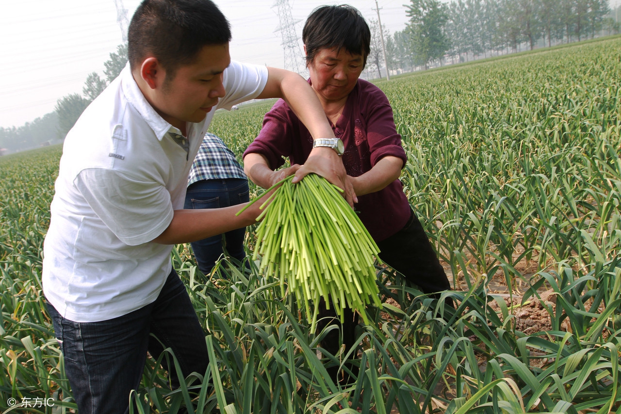 蒜苔多少钱一斤？2018年4月15日蒜苔收购价格行情