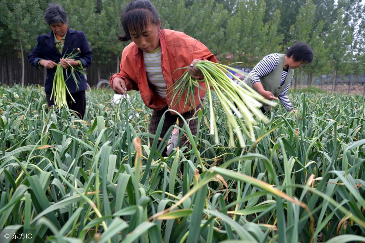 蒜苔多少钱一斤？2018年4月15日蒜苔收购价格行情