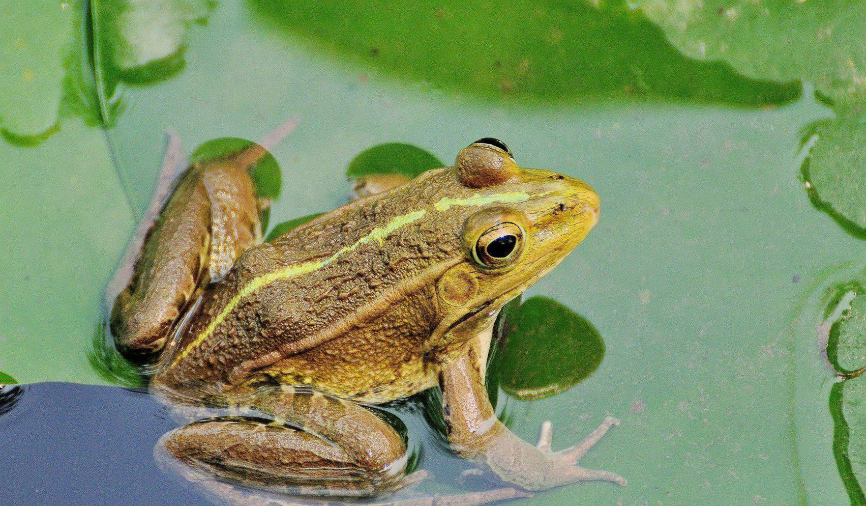 怎么野钓乌鱼野钓乌鱼方法