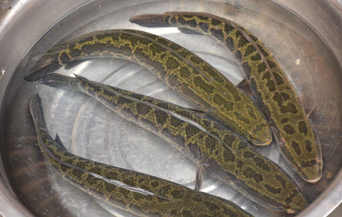 用这几个方法野钓黑鱼,只要看到就能钓到