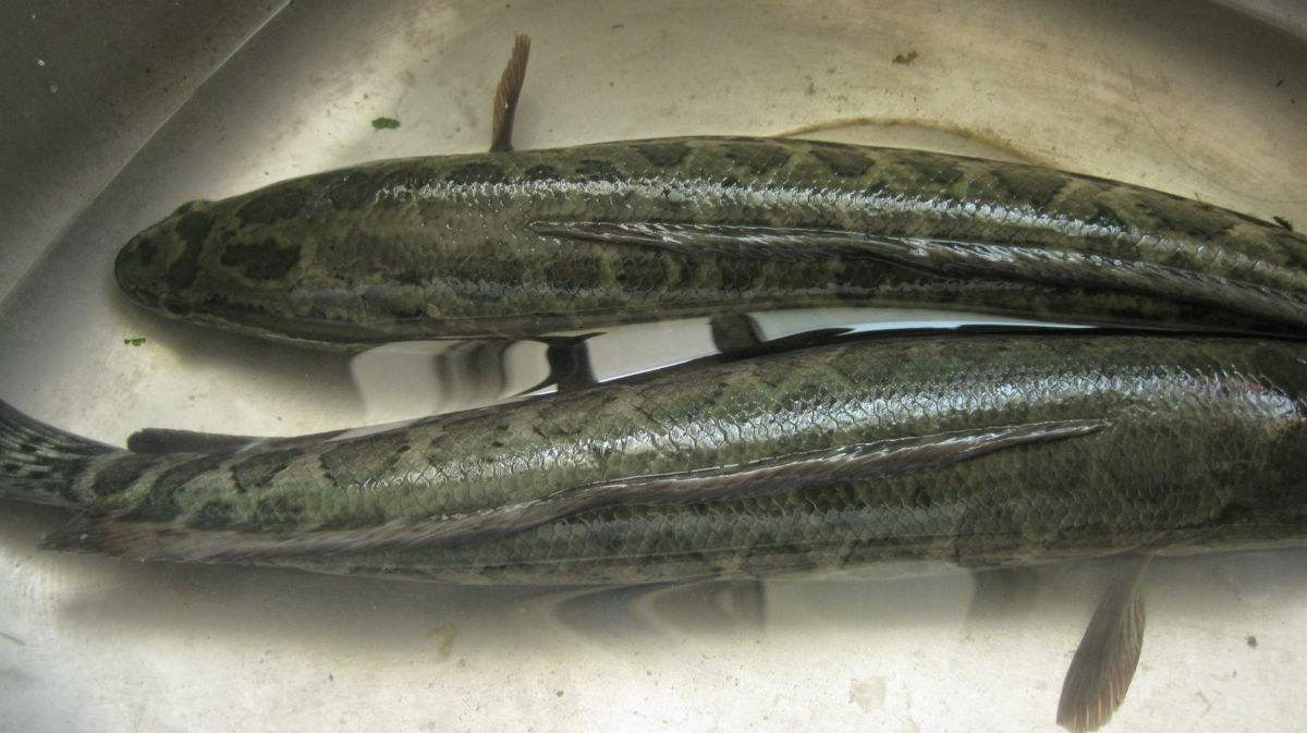 用这几个方法野钓黑鱼,只要看到就能钓到