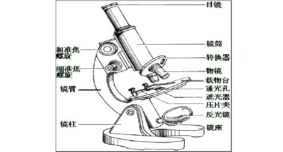 motic显微镜的结构图图片