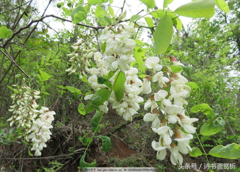 春风一夜至，槐花十里香 10首槐花诗词，歌尽满天槐花雪……